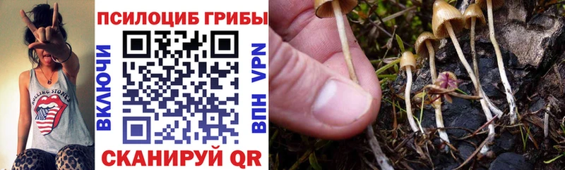 Псилоцибиновые грибы Psilocybe  Острогожск 